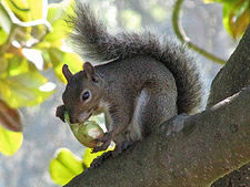 western gray squirrel